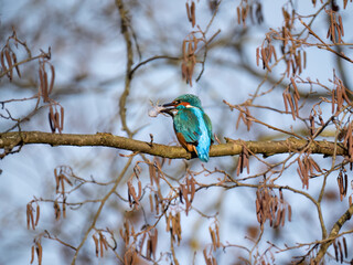 Eisvogel (Alcedo atthis)