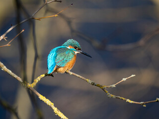 Eisvogel (Alcedo atthis)