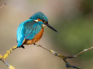 Eisvogel (Alcedo atthis)