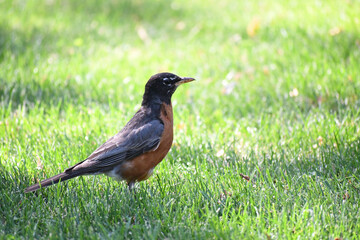 bird on the grass