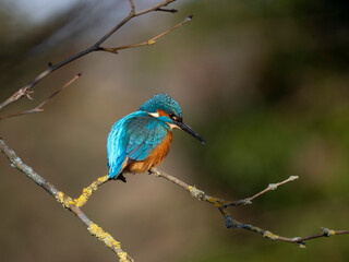 Eisvogel (Alcedo atthis)