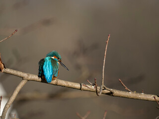 Eisvogel (Alcedo atthis)
