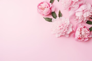  a group of pink peonies on a pink background with space for a text or an image of peonies on a pink background with space for text.
