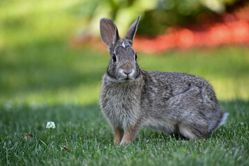 rabbit in the grass
