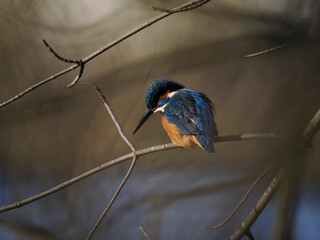 Eisvogel (Alcedo atthis)