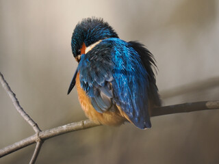 Eisvogel (Alcedo atthis)