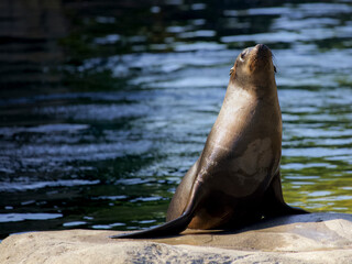 sea lion on rock, water background.
