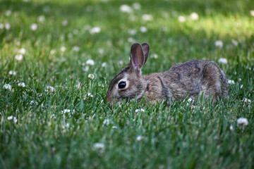 Rabbit Eating Clover