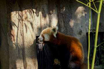 Red panda bear at habitat door.