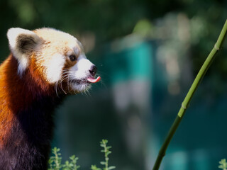 Profile of a Red Panda tongue out against blurry light background. Space for copy.
