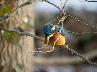 Eisvogel (Alcedo atthis)