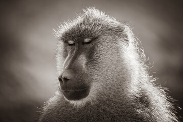 sepia portrait of a yellow baboon
