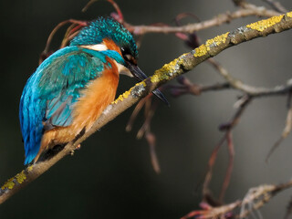 Eisvogel (Alcedo atthis)