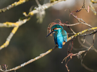 Eisvogel (Alcedo atthis)