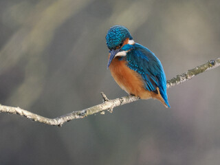 Obraz premium Eisvogel (Alcedo atthis)
