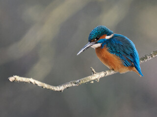 Eisvogel (Alcedo atthis)