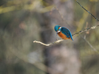 Eisvogel (Alcedo atthis)