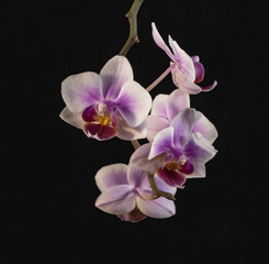 Fototapeta na wymiar pink orchid on black background