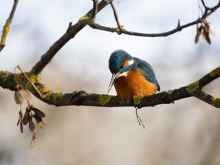 Eisvogel (Alcedo atthis)