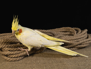yellow and white parrot