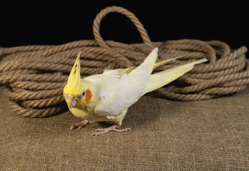 yellow and white parrot