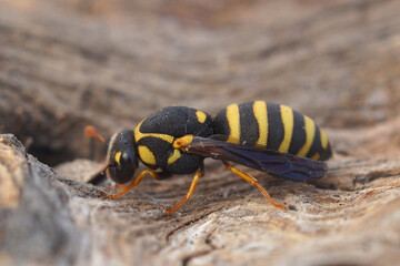 Closeup on a colorful , unique pollen collecting small wasp, Celonites abbreviatus from Gard, France