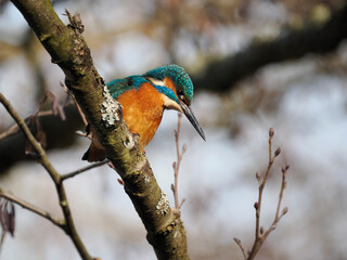 Eisvogel (Alcedo atthis)