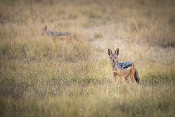 black-backed jackal in the african savannah