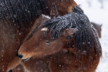 Pferd im Schneegestöber