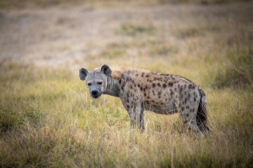 spotted hyena in the african savannah