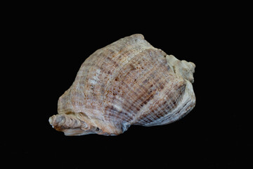 seashell on black background