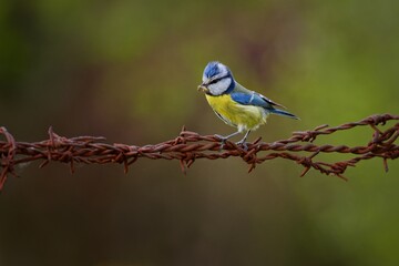 bluetit