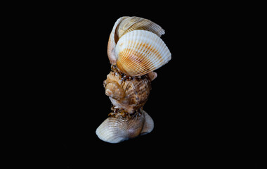 Shell souvenir