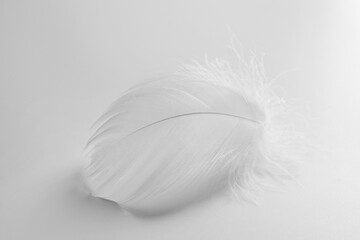 Beautiful fluffy bird feather on white background