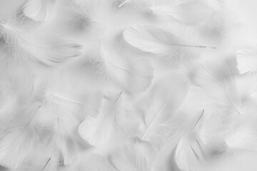 Beautiful fluffy bird feathers on white background, flat lay