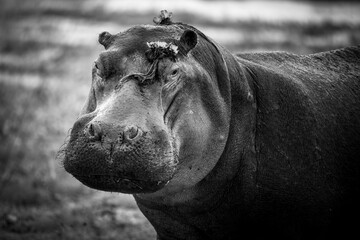 Black and white portrait of a hippo in Kenya