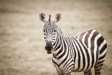 Fototapeta na wymiar Portrait of a zebra in the Kenian Savannah