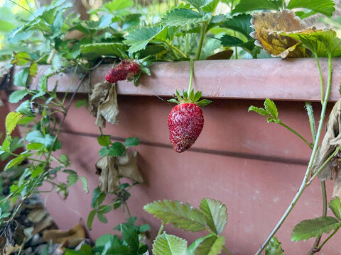 Closeup shot of a dying strawberry plant in a pot outside