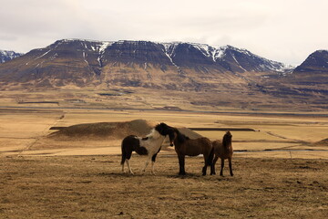 View on a horse in a valley in the Northeastern Region of Iceland