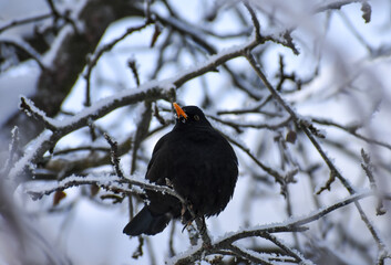 A blackbird on a branch in January