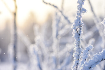 A snow-covered branch on a sunny day