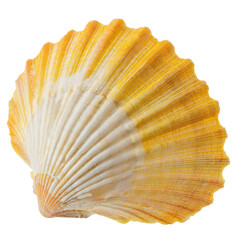 Seashell - isolated