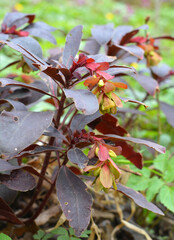 In spring, milkweed (Euphorbia amygdaloides) grows in the wild