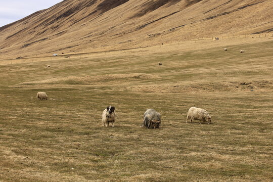 View on a mountain in the Northwestern Region of Iceland