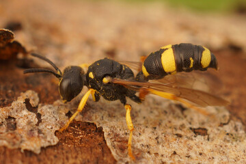 Closeup on the ornate tailed digger wasp, Cerceris rybyensis, a predator of furrow bees sitting on wood