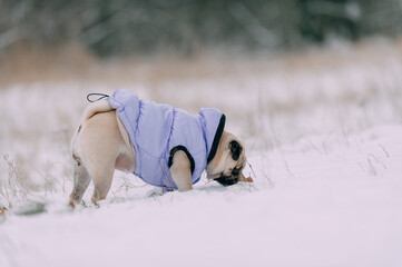 Portrait of a cute warmly dressed pug dog in a winter park. The puppy sniffs the snow.