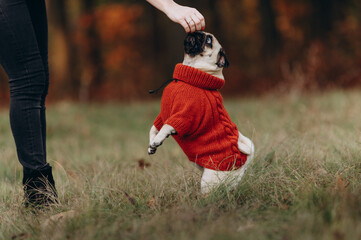 Dog plays with owner. A woman gives her dog a treat. A female walks with a pug in the park.