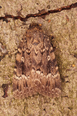 Vertical closeup on the large dark brown pyramidal green fruitworm owlet moth, Amphipyra pyramidea