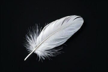 Obraz premium Elegant Pure White Feather JPG by Generative A.I.