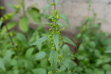 Ortiga, planta fresca medicinal